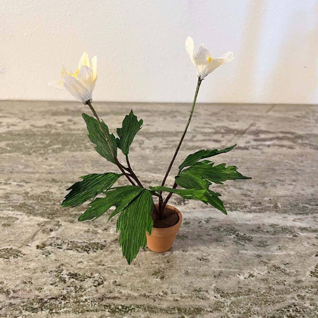 Papirblomt - Dobbelt anemone