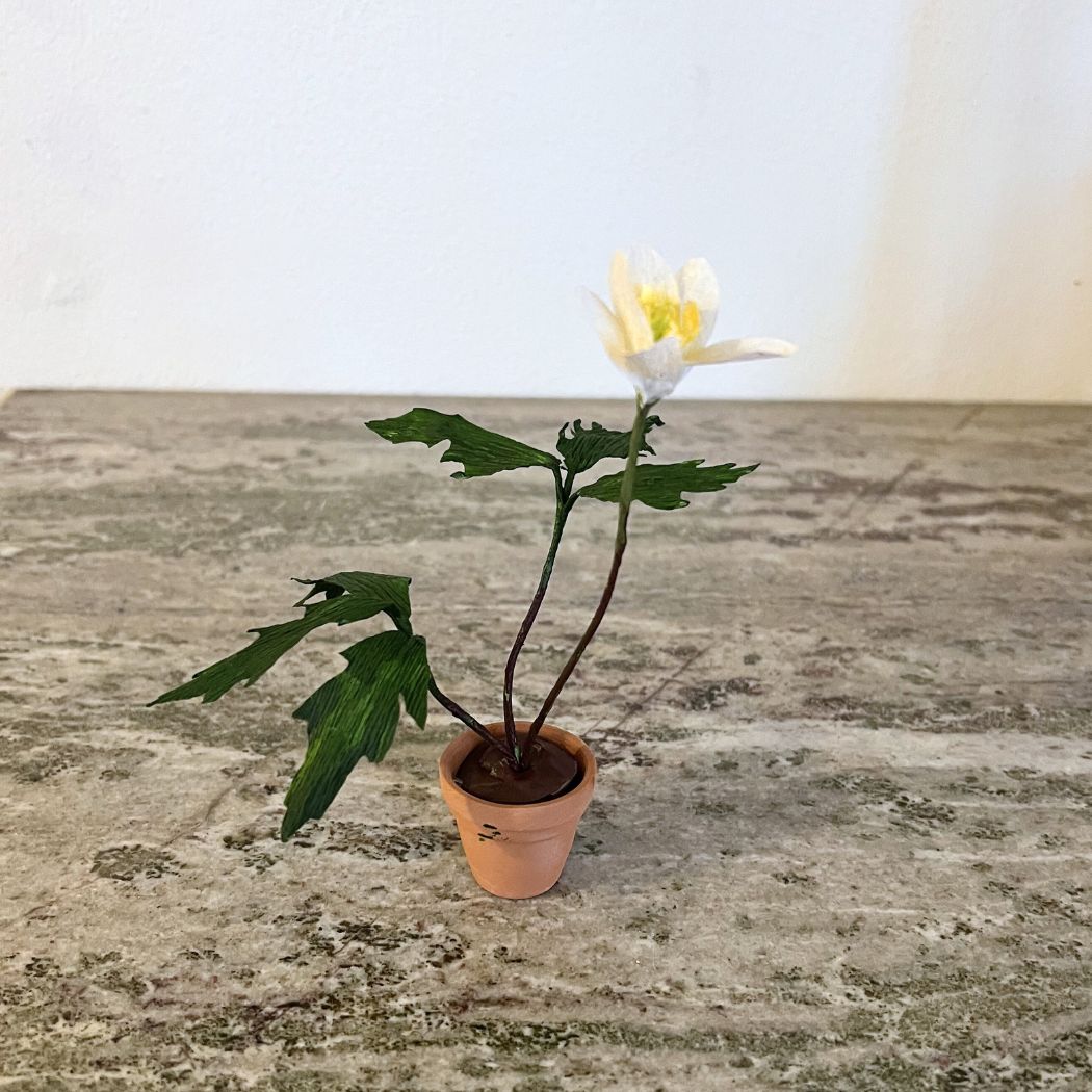 Papirblomt - Enkelt anemone