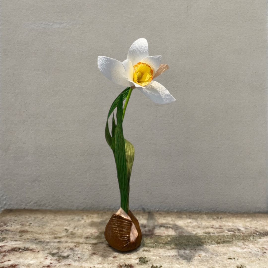 Papirblomt - Single Pinselilje