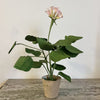 Paper Flower - Single Geranium