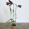 Paper flower - 3 Fritillaries